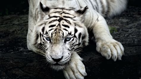 Tiger Albino, HD Animals, 4k Wallpapers, Images, Backgrounds, Photos ...