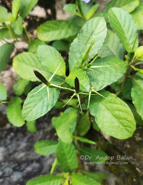 Ruellia tuberosa L. | Plants of the World Online | Kew Science