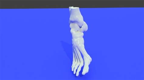 Right foot - Bone model STL file from converted CT scan - Extremity ...