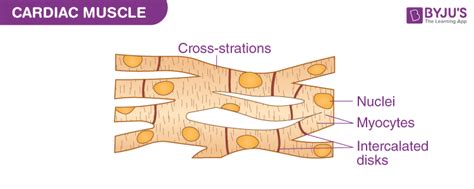 Cardiac Muscle Structure