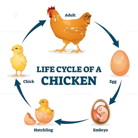 Life cycle of chicken vector illustration. Labeled educational hen ...