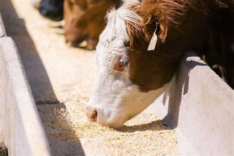 Are your cows paying for themselves? 7 factors to think about on your ...