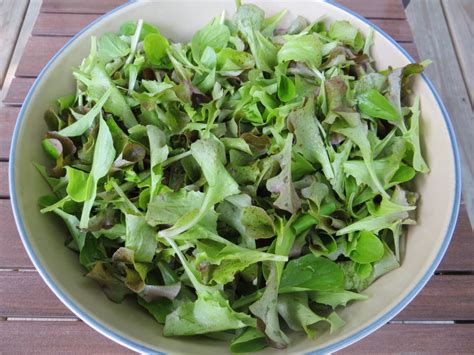 Harvesting lettuce greens – Two Feet in the Dirt