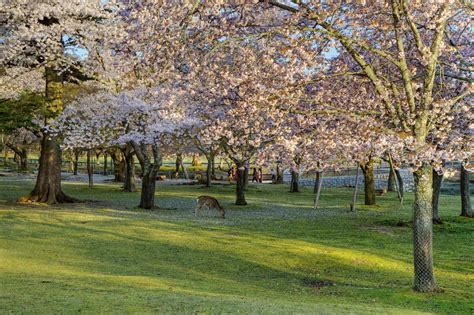 Cherry blossoms in Nara - Places in Japan