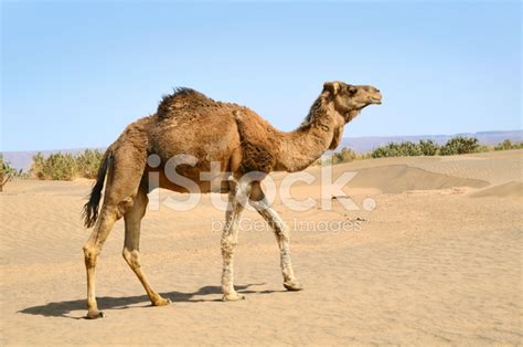 Camel IN The Sahara Desert Stock Photos - FreeImages.com