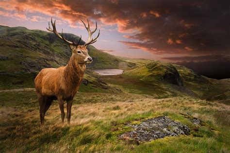 Jagd im Montafon: Im Fadenkreuz von Forst- und Landwirtschaft ...