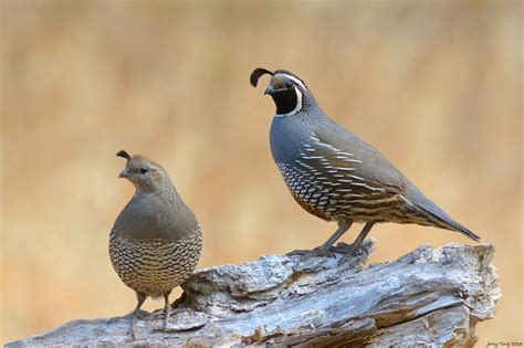 California Quail – Friends of Edgewood