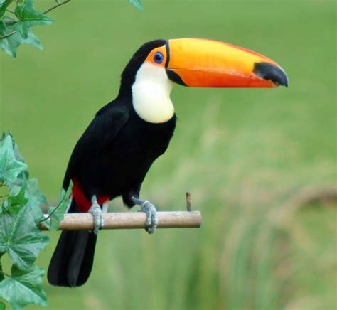 Toco Toucan Facts, Habitat, Diet, Life Cycle, Baby, Pictures