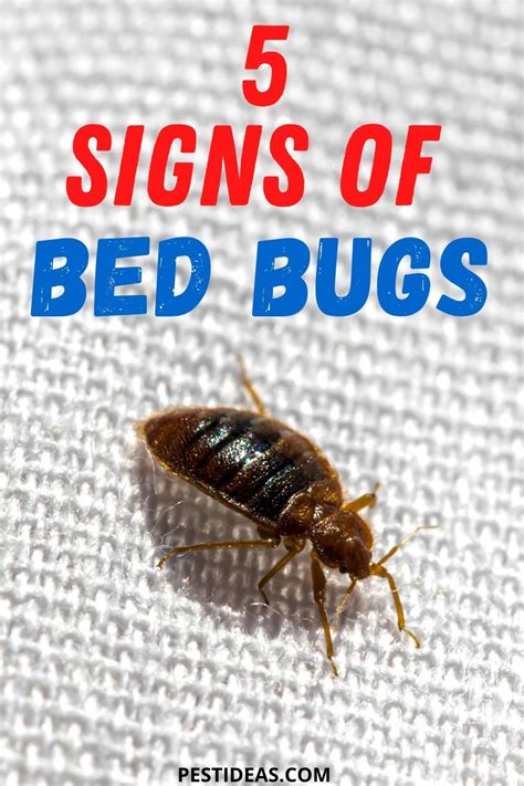 Top 5 Signs of Bed Bugs in Your Home | Bed bugs, Bed bug bites, Signs ...