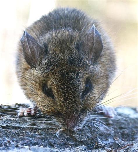 A Mouse In The House: Which Peromyscus Is With Us?