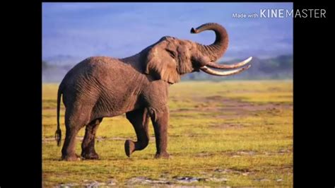 Elephant Trumpet Sound Effects - YouTube