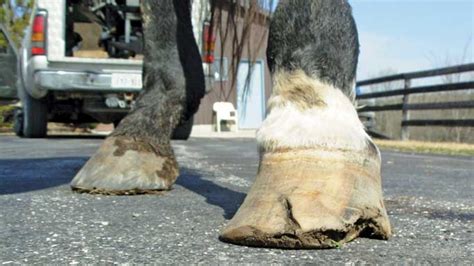 White Line Disease: Inside a Horse's Crumbling Hoof