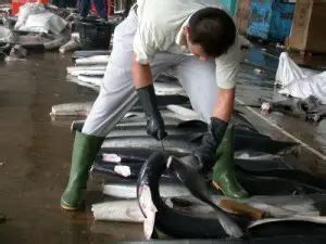 Shark Finning Facts | Top 10 Facts about Shark Finning