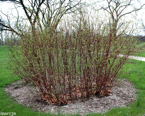 Red Osier Dogwood - Cornus sericea - North American Insects & Spiders