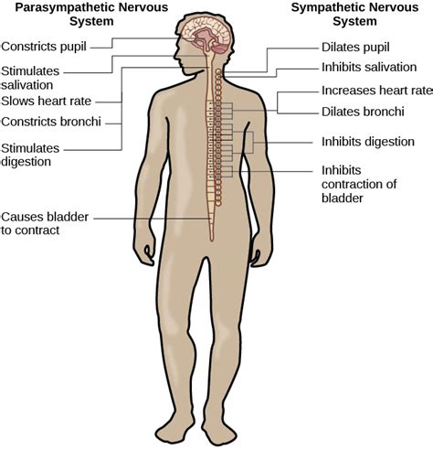 Parts of the Nervous System | Introduction to Psychology