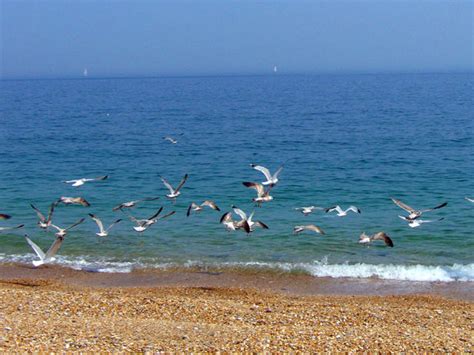 Sea-gull Free Stock Photo - Public Domain Pictures