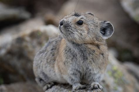 This adorable rabbit relative sounds an alarm for global warming