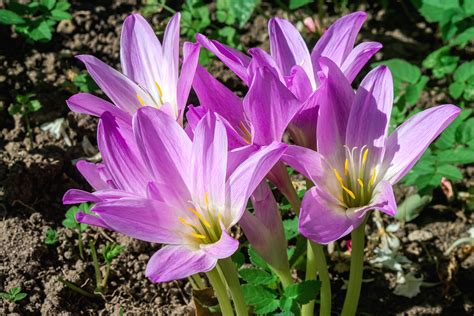 Colchicum planting instructions / How to plant Colchicum bulbs — Farmer ...