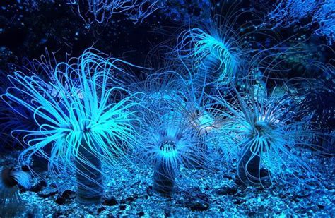 Brilliant blue Sea Anemones | Anemone, Reef aquarium, Ocean dwellers