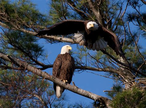 In Flight: Bald Eagle De-listed in Michigan | Michigan in Pictures