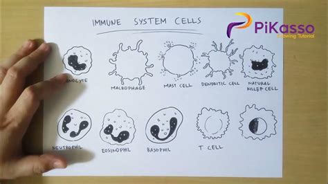 How to Draw Immune System Cell Types - YouTube