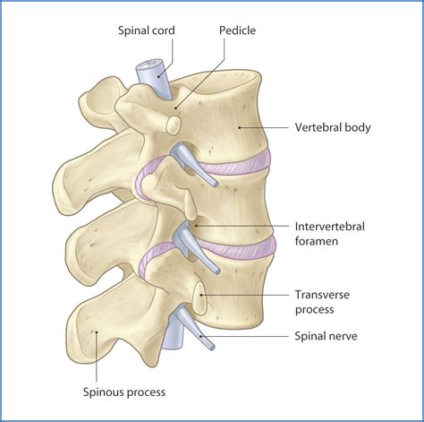 Vertebral Column | Basicmedical Key