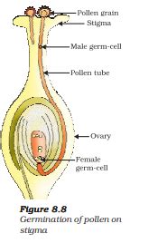 Events in the Germination of Pollen Grains