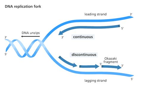 What are the steps of DNA replication?