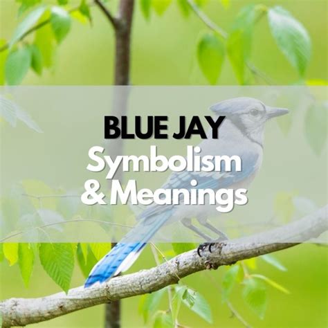 Blue Jay: Symbolism, Meanings, and History - Symbol Genie