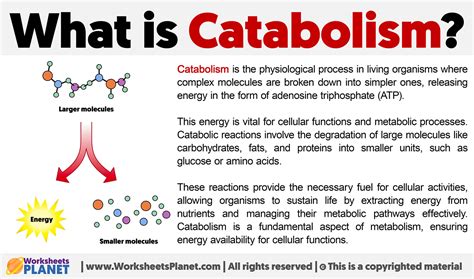 What is Catabolism | Definition of Catabolism