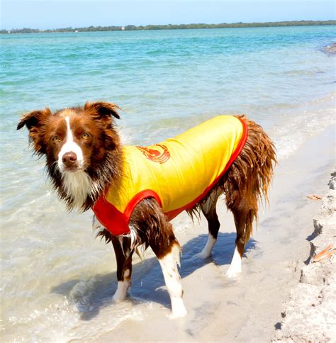 8 Dog Clothes That Are Actually Practical | Healthy Paws Pet Insurance