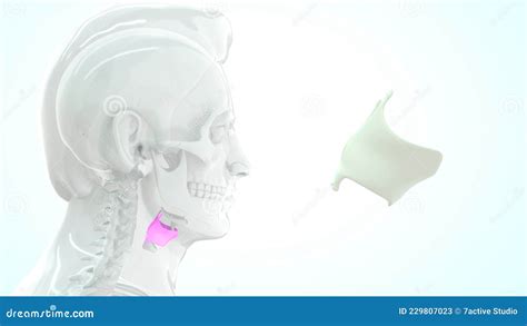 Location of Thyroid Cartilage in Human Stock Illustration ...