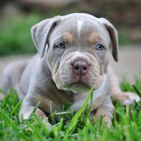 37 Excited American Bully Pitbull For Sale Near Me Photo 8K ...