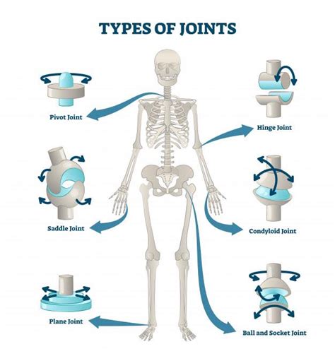 Joints in the human body – Centre 4 Health