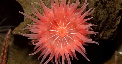 10 Incredible Sea Anemone Facts - Wiki Point