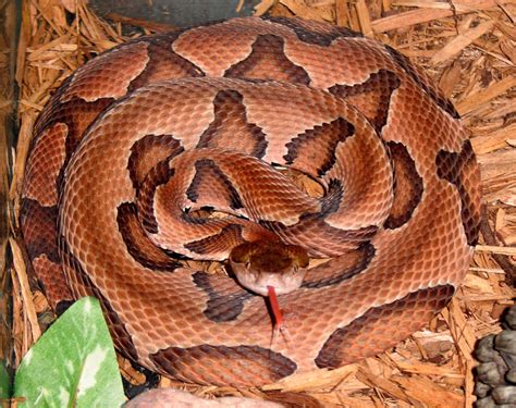 Springfield Plateau: Fatal Copperhead Bite