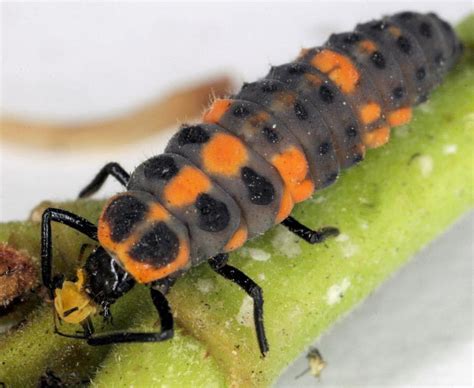 Garden News: They're not pretty, but don't kill the ladybug larvae ...