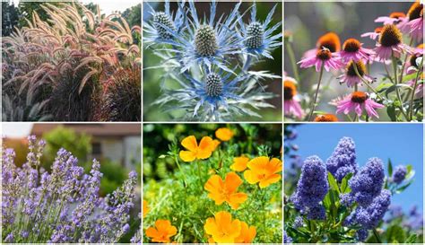 26 Best Drought Tolerant Plants for Oregon 2024 [Advice|category]