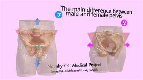 Anatomical Differences Between Male And Female Pelvis ~ Male Female ...