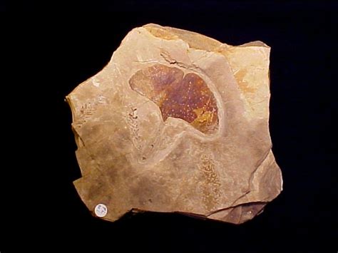 Ginkgo bilboa Fossil Plant Leaf