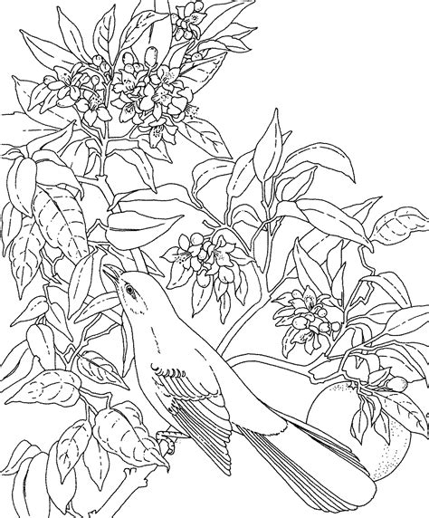 Florida State Flower Coloring Page - Flower Coloring Page