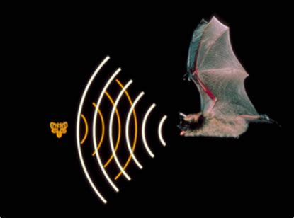 Bat Echolocation