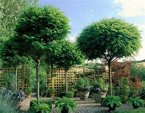 Small Ornamental Evergreen Trees Uk - Thuem Garden Plant