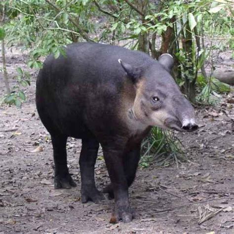 Researchers use new technique to shed light on endangered tapir