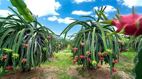 Dragon Fruit Plant Care: How to Grow Dragon Fruit (Pitaya)