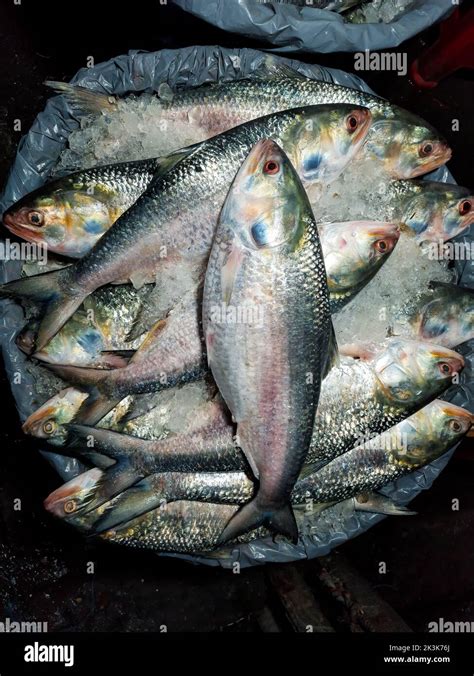 Ilish fish , Tenualosa ilisha or hilsa fish is a very popular and ...