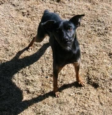 Miniature Pinscher - Tiny - Small - Adult - Male - Dog for Sale in ...