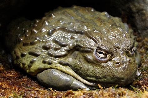 A Real Big Toad! :D African Bullfrog, Frog Species, Frog And Toad, Frog ...