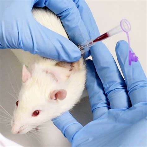 Rat Microsampling | Blood Sampling | Instech Labs