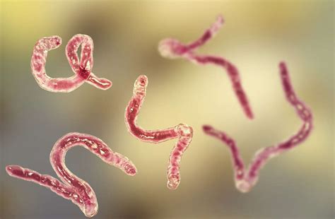 Hookworm Infection: What Is a Hookworm Infection?